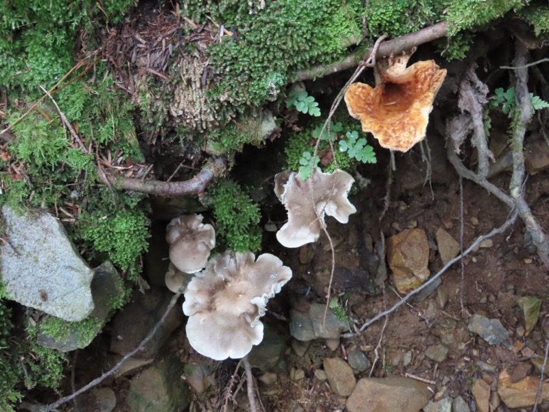 蝶ヶ岳、上高地右岸歩道