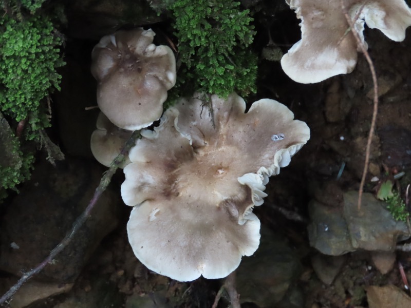 蝶ヶ岳、上高地右岸歩道