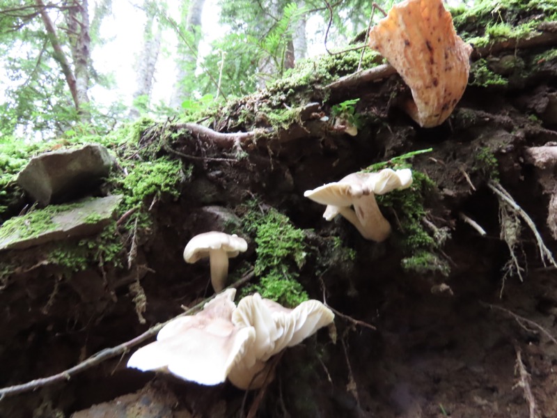 蝶ヶ岳、上高地右岸歩道