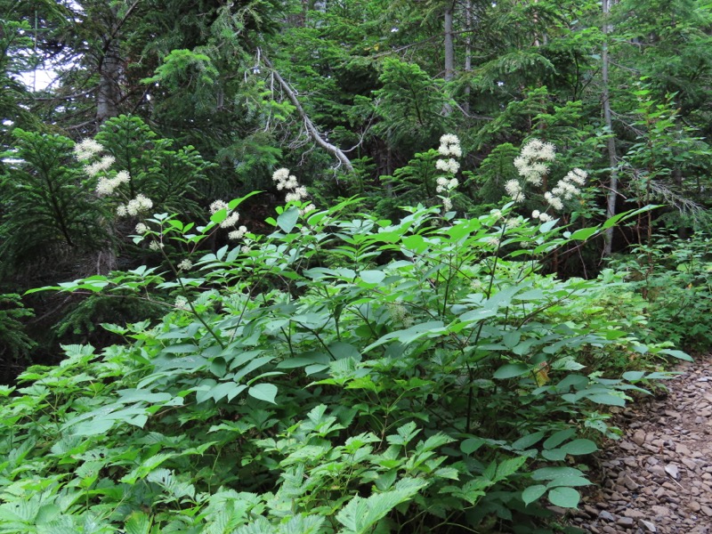 蝶ヶ岳、上高地右岸歩道