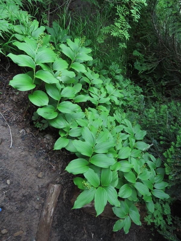 蝶ヶ岳、上高地右岸歩道