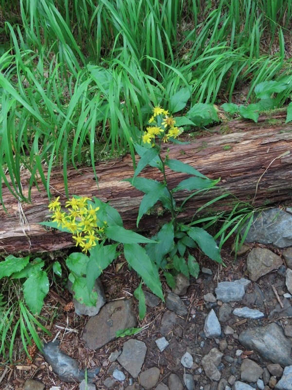 蝶ヶ岳、上高地右岸歩道