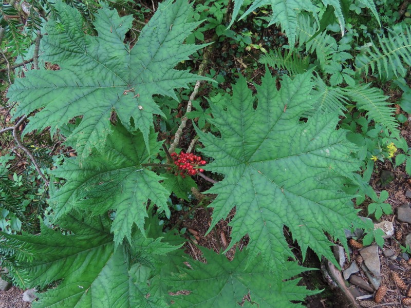蝶ヶ岳、上高地右岸歩道