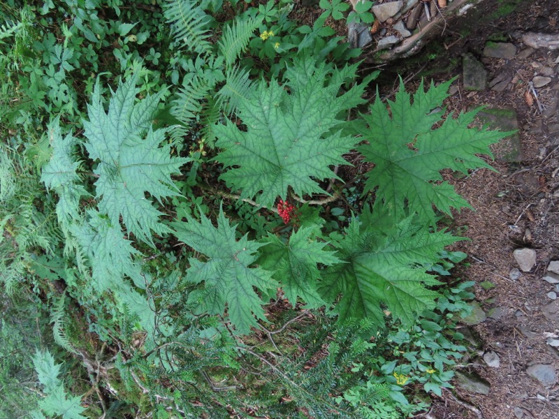 蝶ヶ岳、上高地右岸歩道