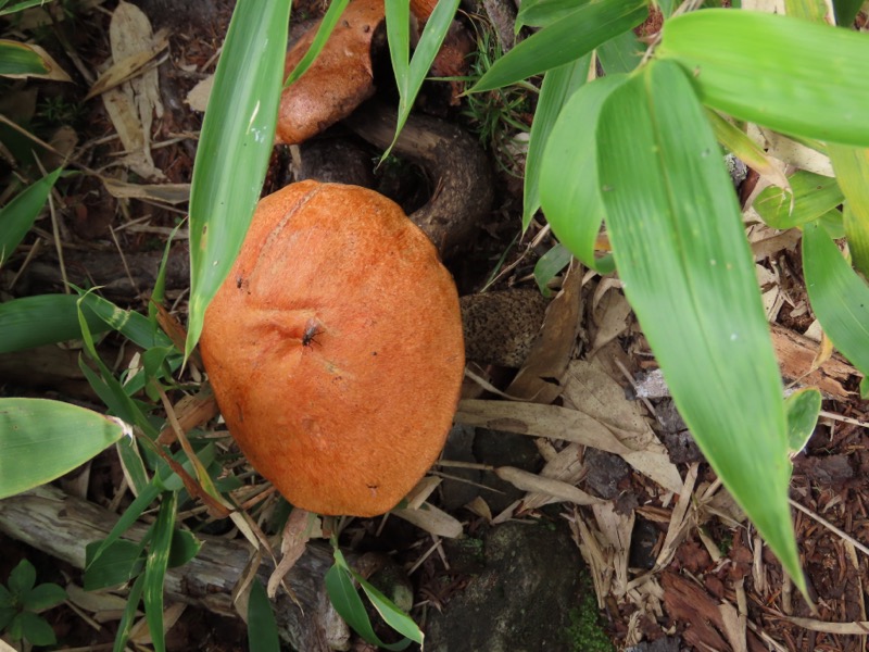 蝶ヶ岳、上高地右岸歩道