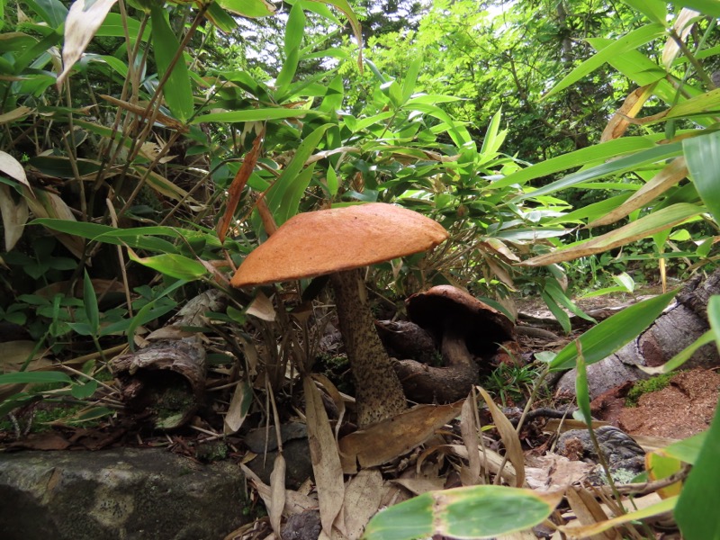 蝶ヶ岳、上高地右岸歩道
