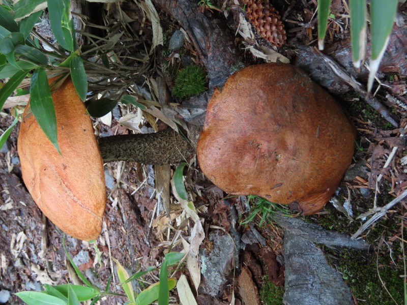 蝶ヶ岳、上高地右岸歩道