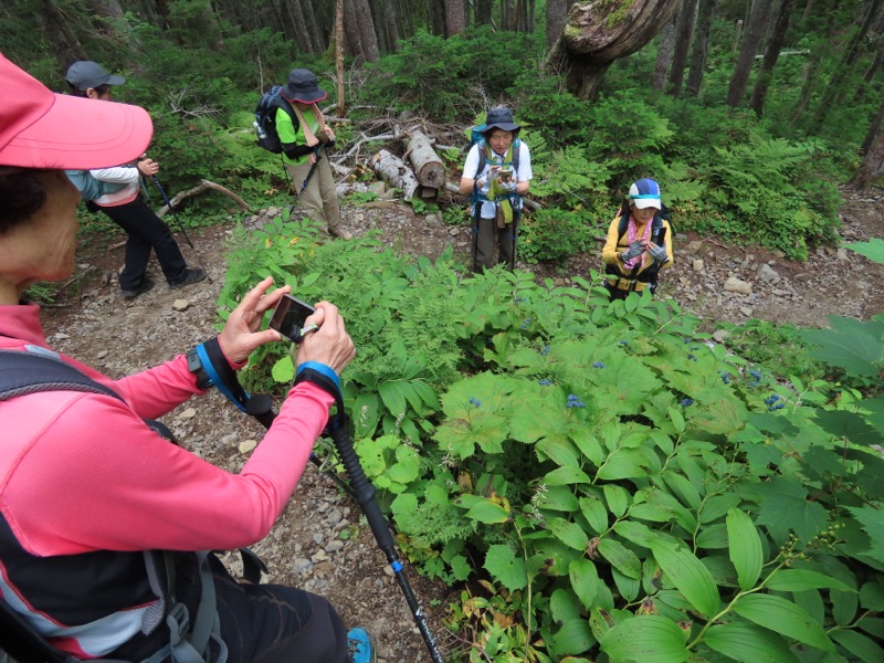 蝶ヶ岳、上高地右岸歩道