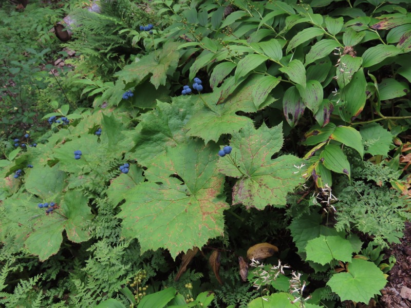 蝶ヶ岳、上高地右岸歩道