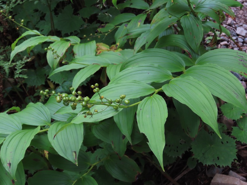 蝶ヶ岳、上高地右岸歩道