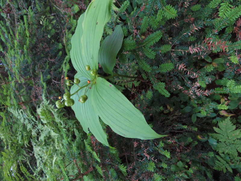 蝶ヶ岳、上高地右岸歩道