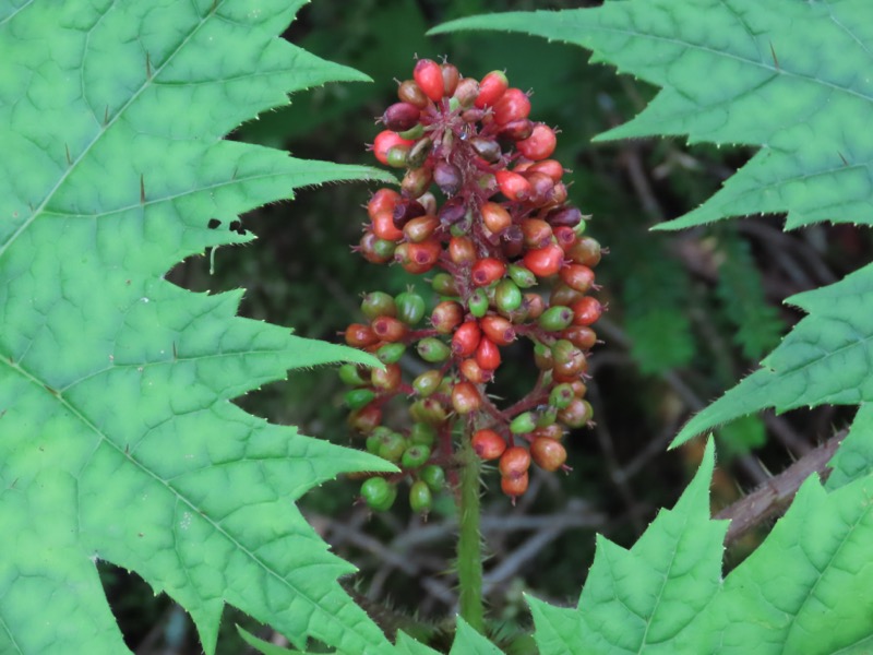 蝶ヶ岳、上高地右岸歩道