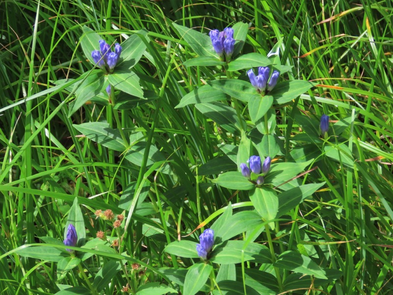 蝶ヶ岳、上高地右岸歩道