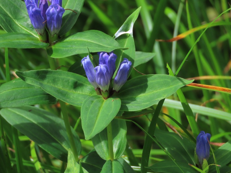 蝶ヶ岳、上高地右岸歩道