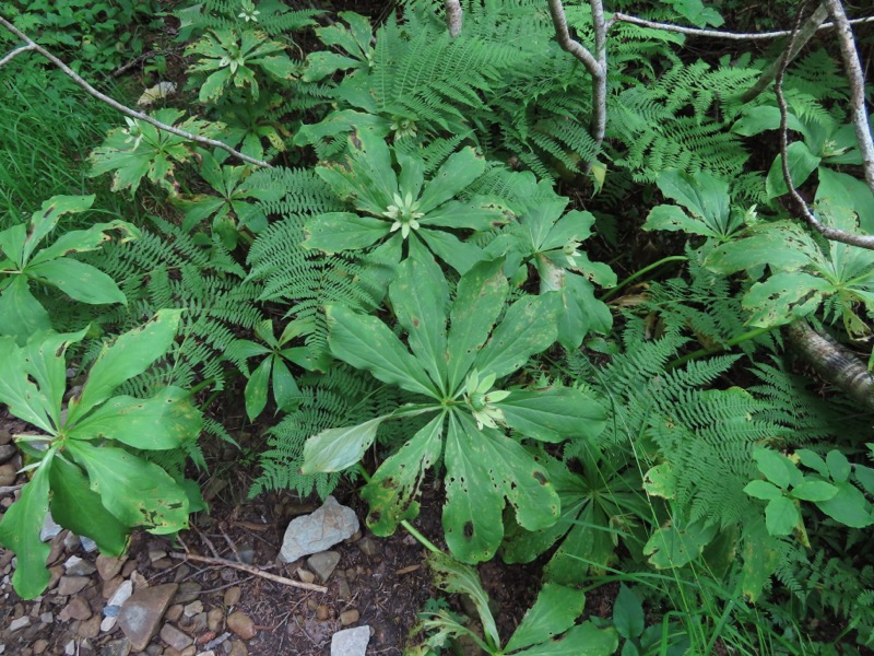 蝶ヶ岳、上高地右岸歩道