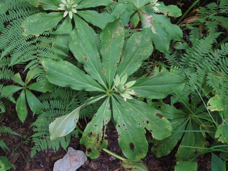 蝶ヶ岳、上高地右岸歩道