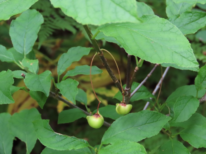 蝶ヶ岳、上高地右岸歩道