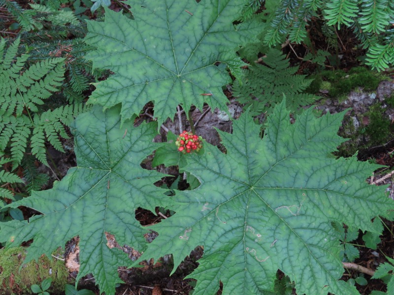 蝶ヶ岳、上高地右岸歩道