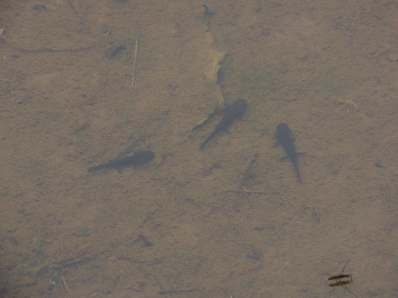 蝶ヶ岳、上高地右岸歩道