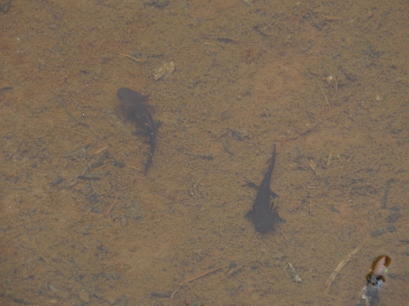 蝶ヶ岳、上高地右岸歩道