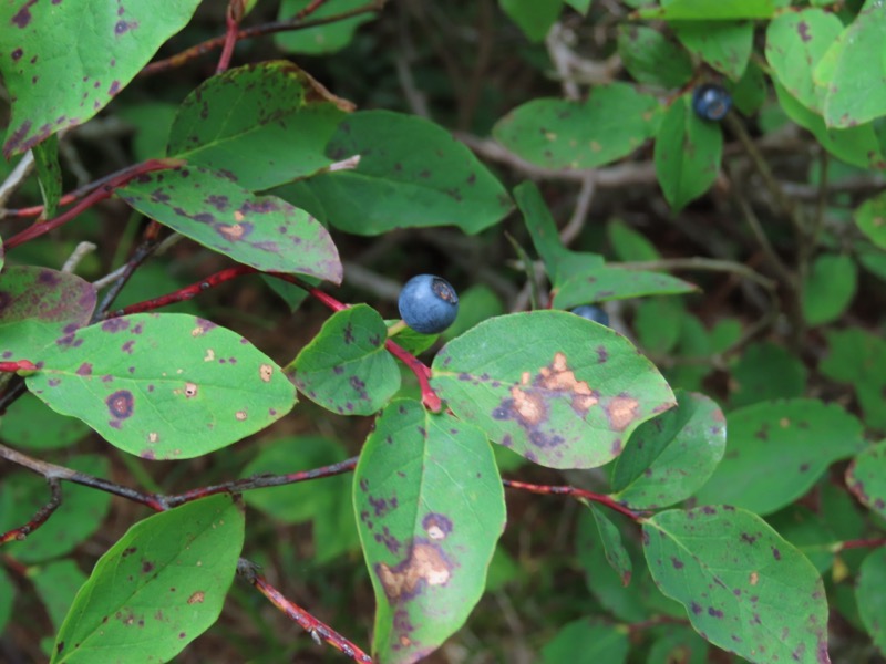 蝶ヶ岳、上高地右岸歩道