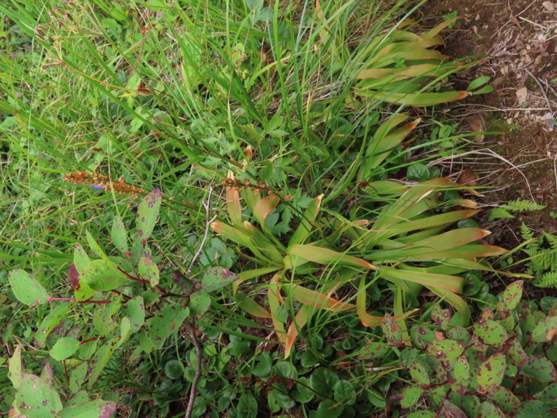 蝶ヶ岳、上高地右岸歩道