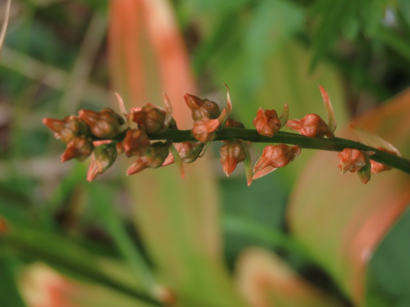 蝶ヶ岳、上高地右岸歩道