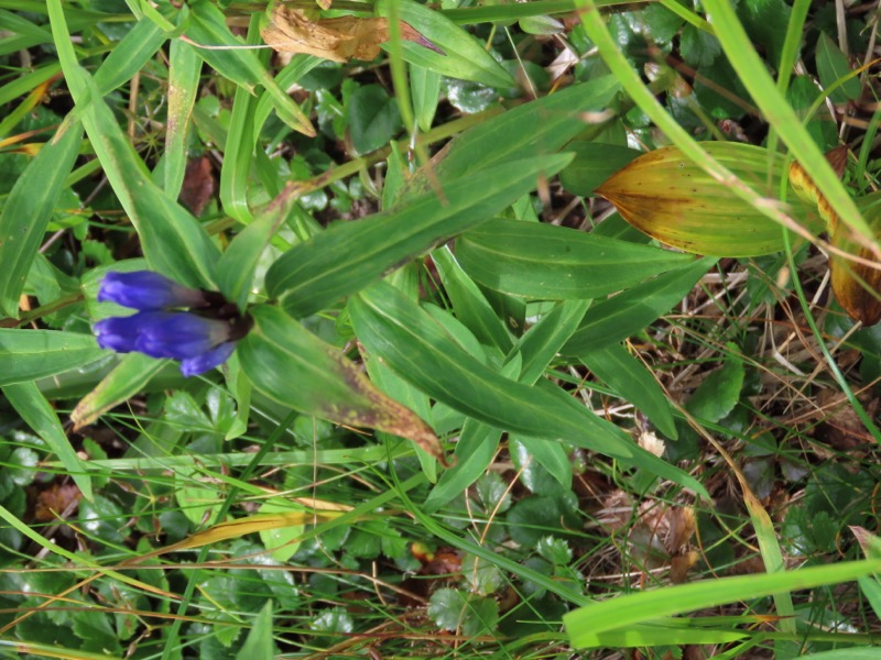 蝶ヶ岳、上高地右岸歩道