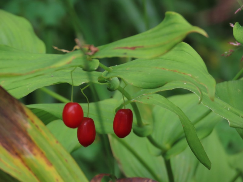 蝶ヶ岳、上高地右岸歩道