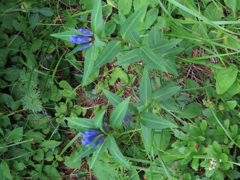 蝶ヶ岳、上高地右岸歩道