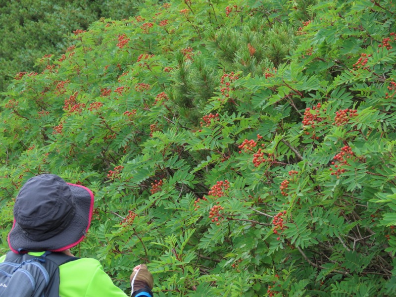 蝶ヶ岳、上高地右岸歩道