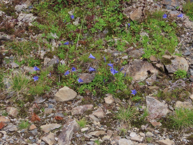 蝶ヶ岳、上高地右岸歩道