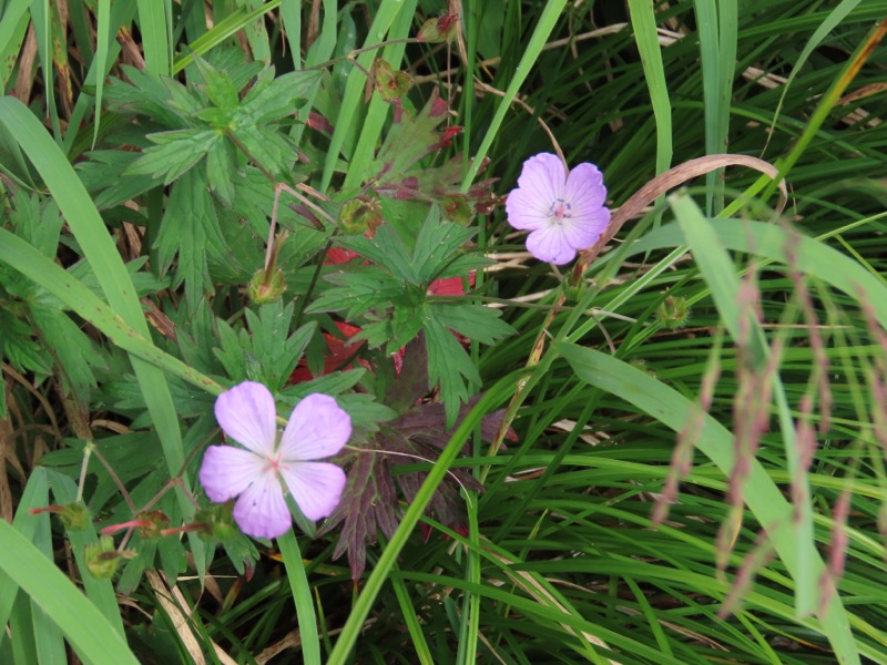 蝶ヶ岳、上高地右岸歩道