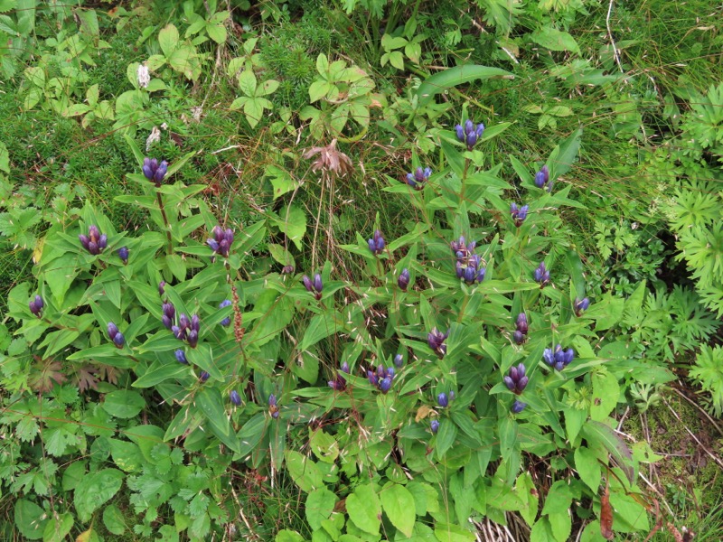 蝶ヶ岳、上高地右岸歩道