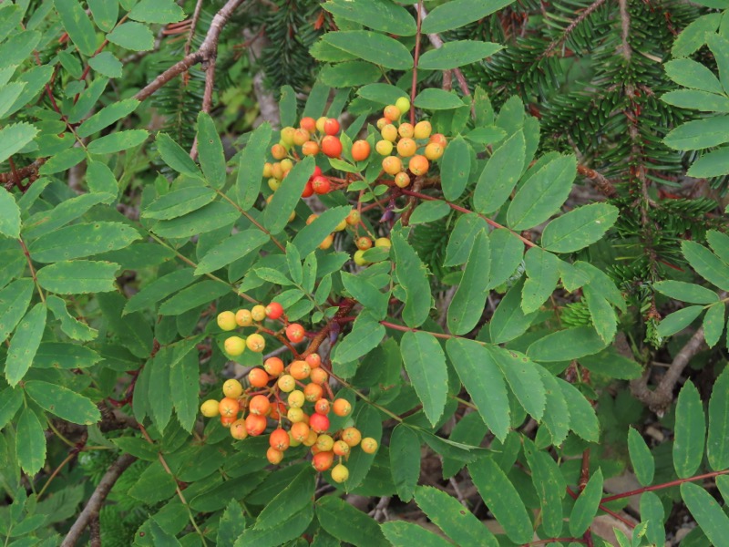 蝶ヶ岳、上高地右岸歩道