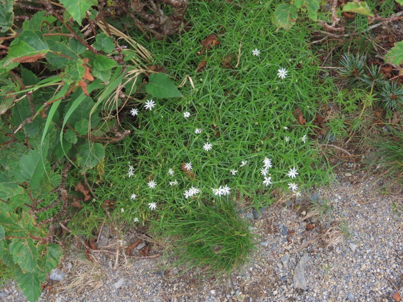 蝶ヶ岳、上高地右岸歩道
