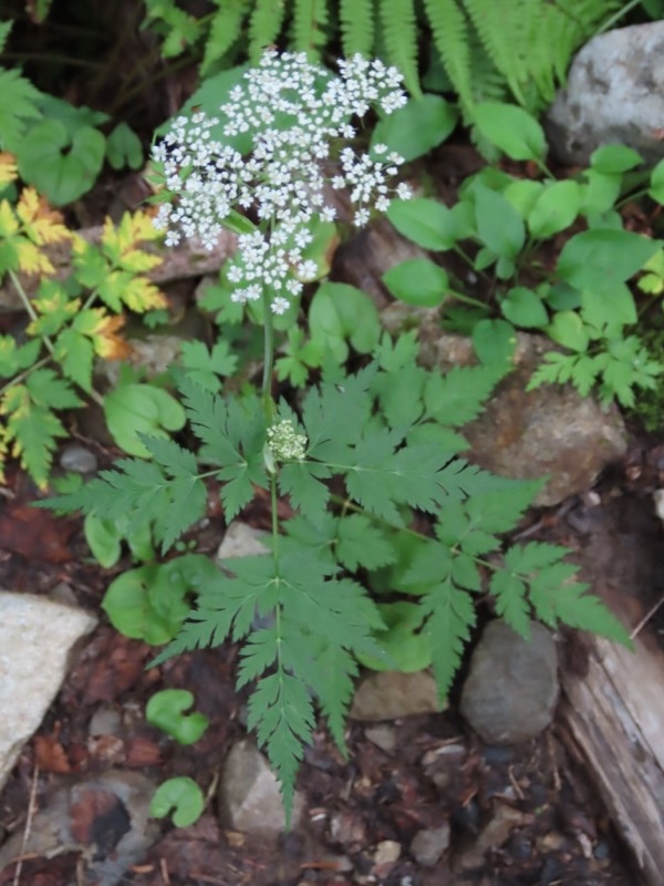 蝶ヶ岳、上高地右岸歩道