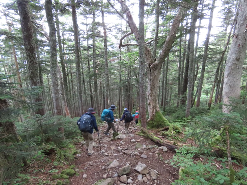 蝶ヶ岳、上高地右岸歩道