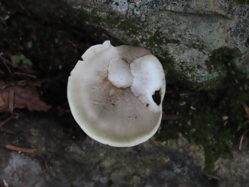 蝶ヶ岳、上高地右岸歩道