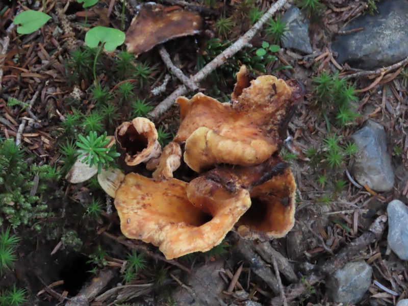 蝶ヶ岳、上高地右岸歩道