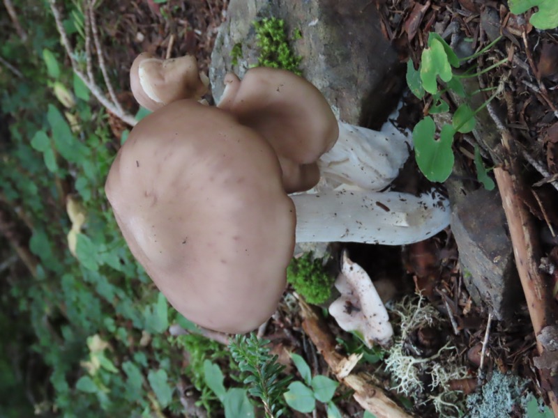 蝶ヶ岳、上高地右岸歩道