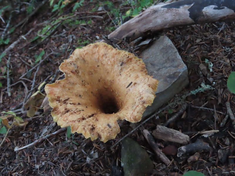 蝶ヶ岳、上高地右岸歩道