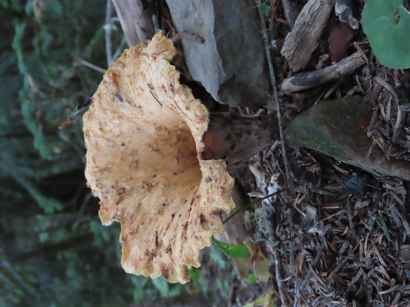 蝶ヶ岳、上高地右岸歩道