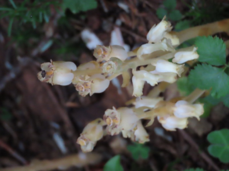 蝶ヶ岳、上高地右岸歩道
