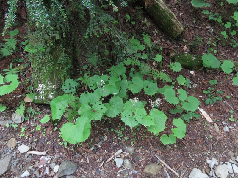 蝶ヶ岳、上高地右岸歩道