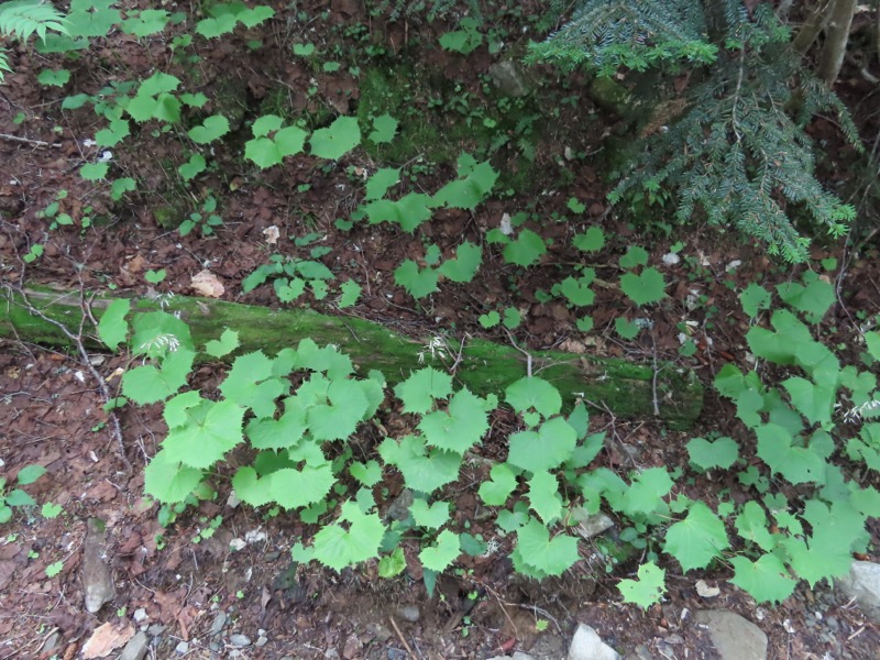 蝶ヶ岳、上高地右岸歩道