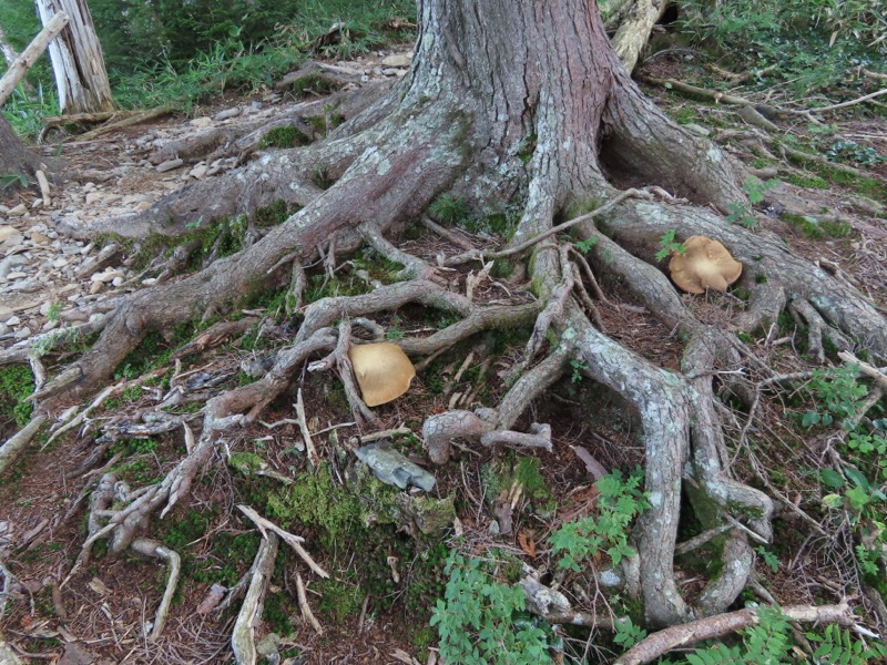 蝶ヶ岳、上高地右岸歩道