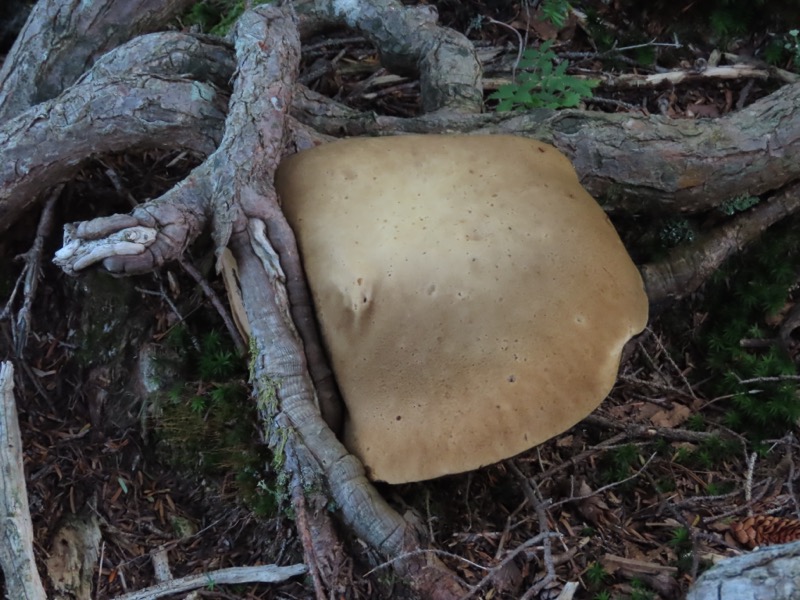 蝶ヶ岳、上高地右岸歩道
