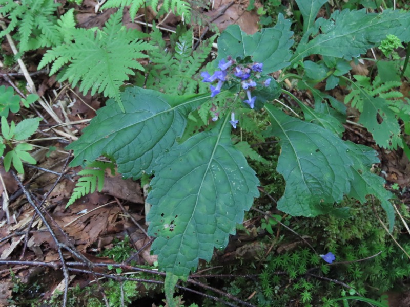蝶ヶ岳、上高地右岸歩道