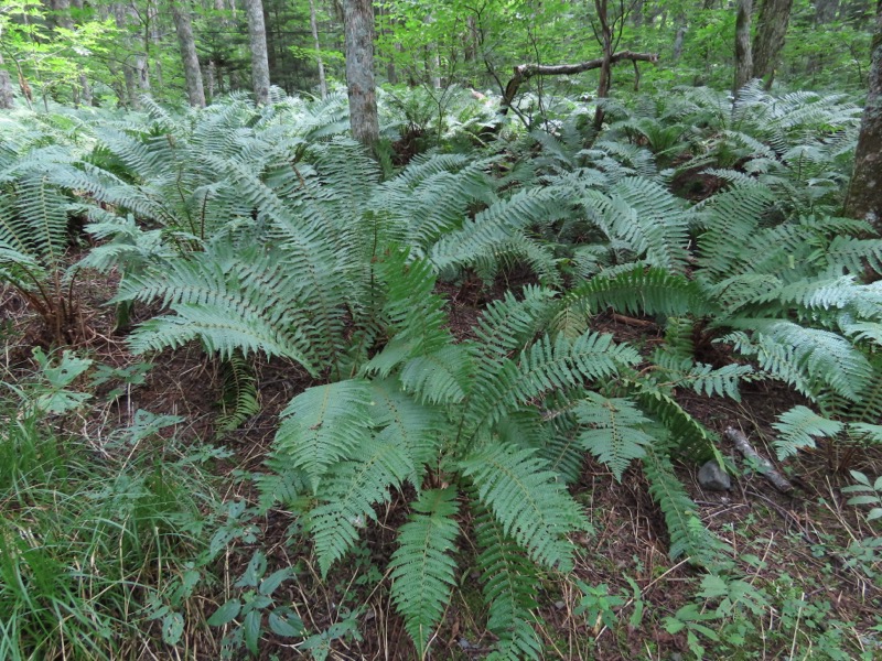 蝶ヶ岳、上高地右岸歩道